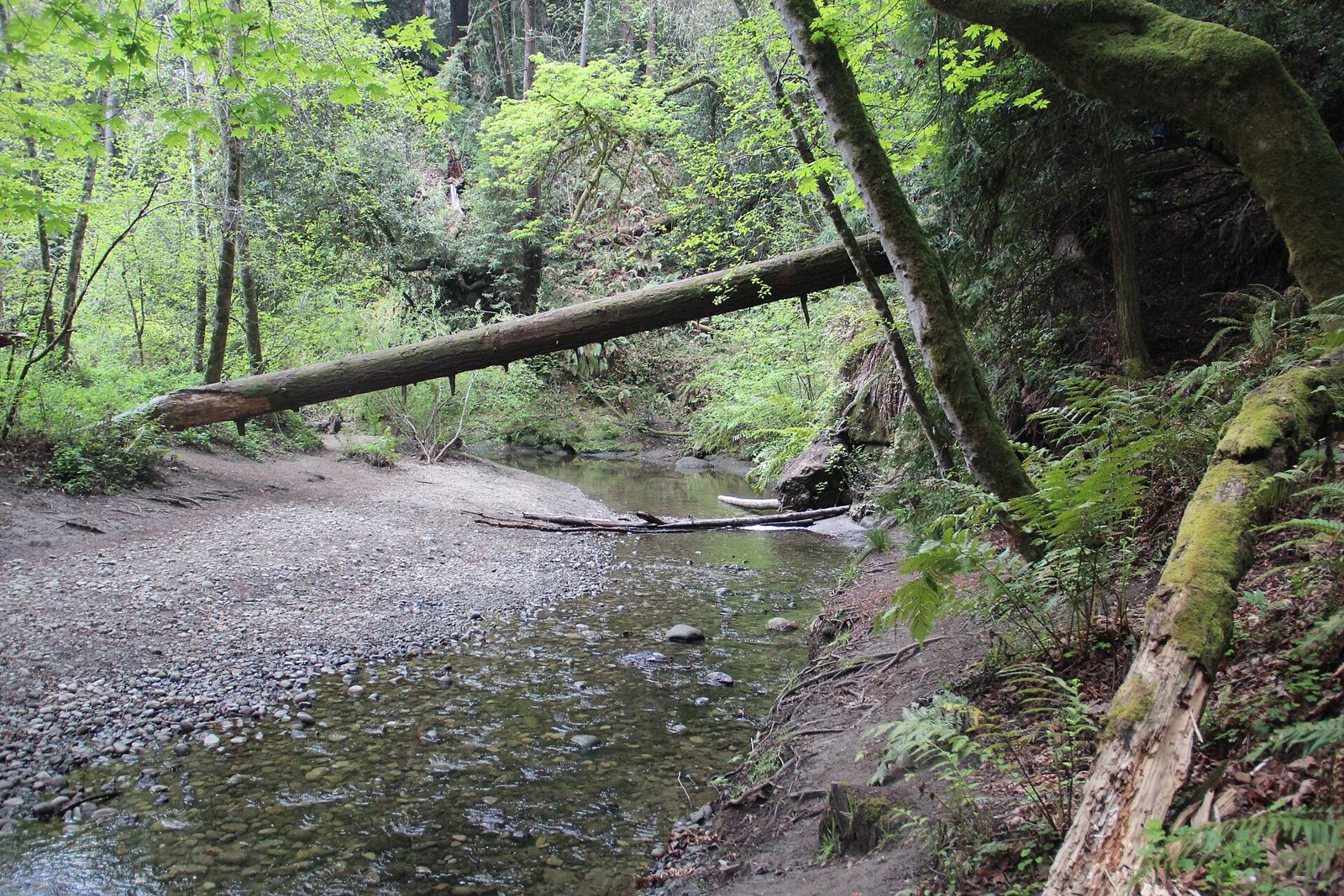 Forest of Nisene Marks State Park redwoods above Aptos, California