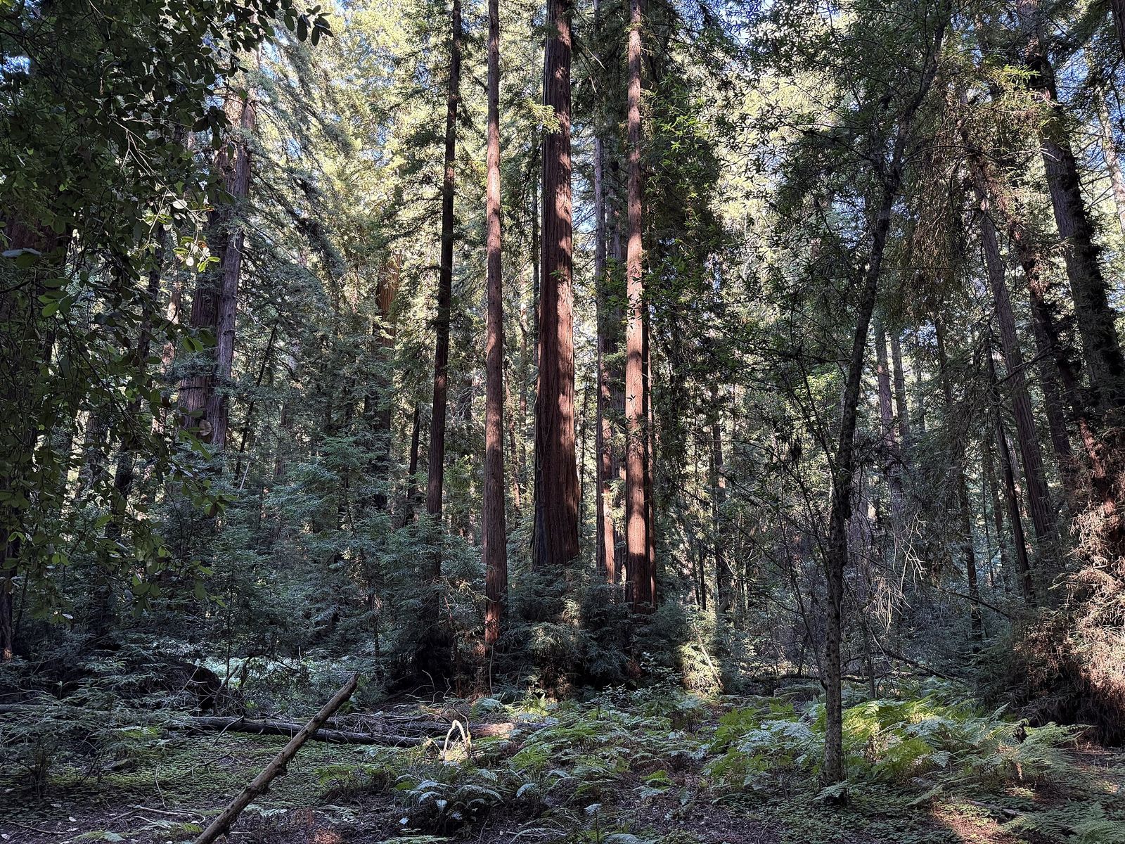Henry Cowell Redwoods State Park old-growth redwoods near Felton, California