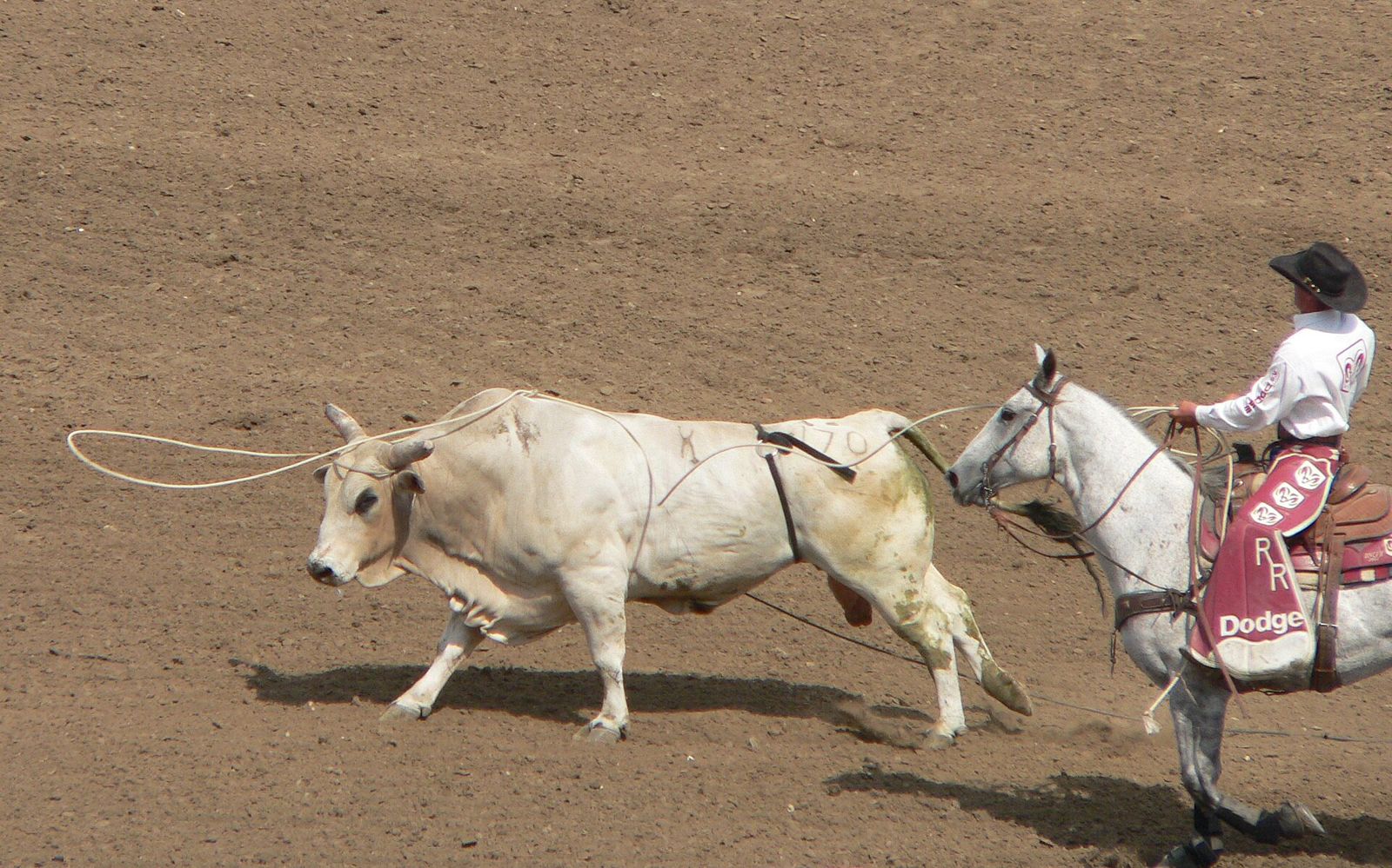 Salinas Sports Complex home of the California Rodeo, Salinas, California